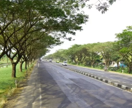 Kriteria Pohon di Tepi Jalan Harus Dipangkas, Sobat Perlu Tahu!