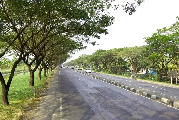 Kriteria Pohon di Tepi Jalan Harus Dipangkas, Sobat Perlu Tahu!